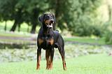 DOBERMANN 401